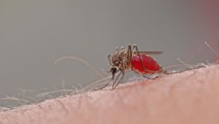 PHOTO: Mosquito bite