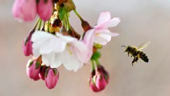 PHOTO: A bee gathers pollen from the flowers of a blossoming Japanese cherry tree in Kungstradgarden park, central Stockholm, on April 23, 2012.
