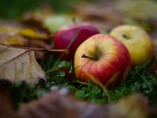 Hypo-Allergenic Apples Being Developed