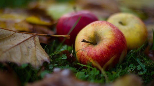 PHOTO: Scientists are working to create a hypoallergenic apple through the process of genetic modification.