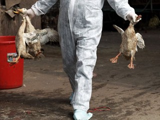 3 More Cases of New Bird Flu Strain
