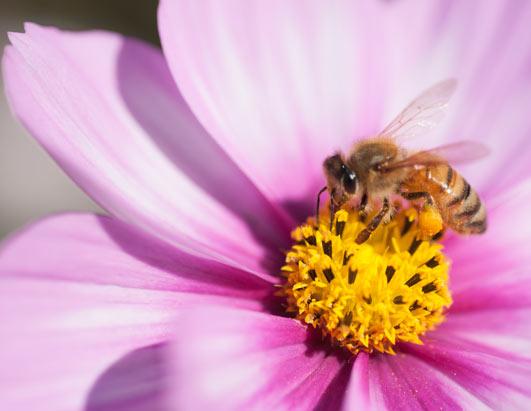 17 Scary Allergens