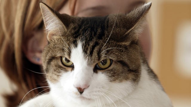 PHOTO: According to a new study, handling cat litter may put humans in contact with a cat parasite that causes a disease that may lead to suicide.
