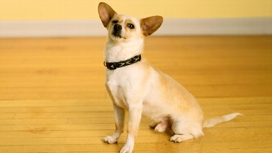 PHOTO: Chihuahua dog