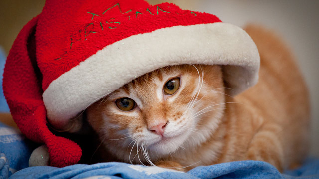 PHOTO: X-Mas cat