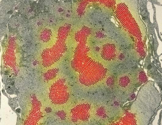Colorful Flu and Cold Viruses