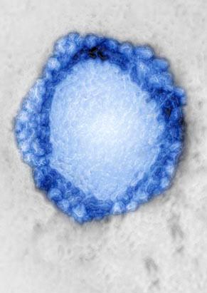 Colorful Flu and Cold Viruses