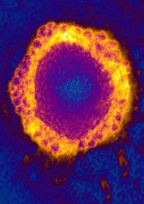 Colorful Flu and Cold Viruses