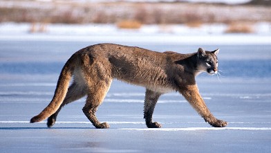PHOTO: A cougar is seen walking across a frozen body of water.