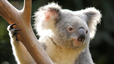 PHOTO: A koala is shown at the zoo in Queensland, Australia.