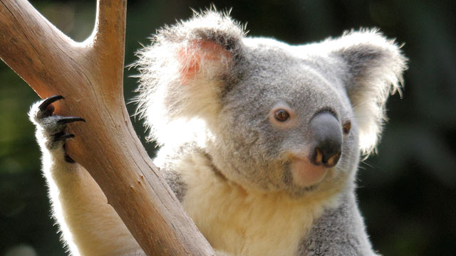 PHOTO: A koala is shown at the zoo in Queensland, Australia.
