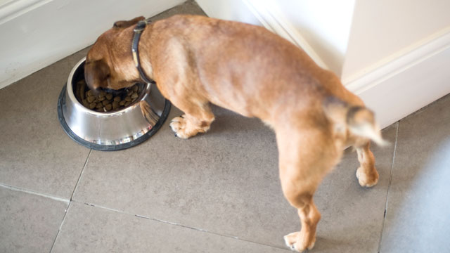 10 Best Dog Food Brands That Won t Make Your Pup Sick After Eating 10-best-dog-food-brands-that-won-t-make-your-pup-sick-after-eating