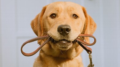 PHOTO: A new study found that dogs can sense human communication in a way similar to infants.