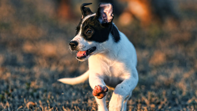 PHOTO: Warning signs of arthritis in pets range from activity limitations to behavior changes.