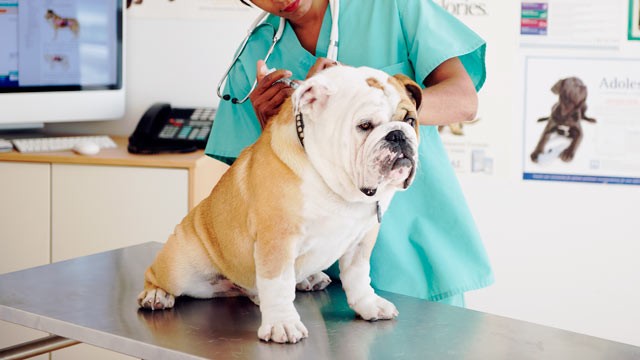 PHOTO: After a rash of canine flu outbreaks in different cities, the American Veterinary Medical Association recommends that dogs be vaccinated against canine influenza.