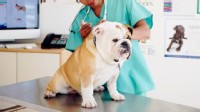 PHOTO: After a rash of canine flu outbreaks in different cities, the American Veterinary Medical Association recommends that dogs be vaccinated against canine influenza.