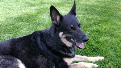 PHOTO: German Shepherd on Grass With Smiling Face