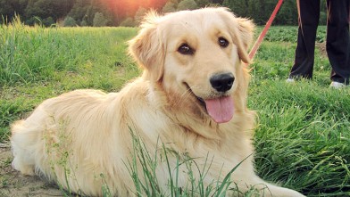 PHOTO: A golden retriever rest after his daily walk.
