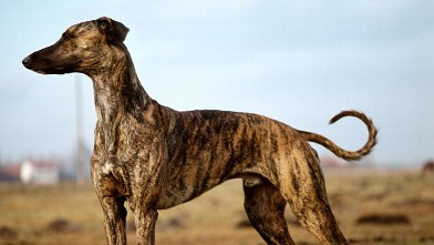 PHOTO: Greyhound