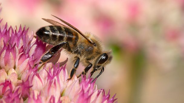 How to Avoid Bee Stings gty honey Bee mi 130809 16x9 608 With Allergies on the Rise, Experts Warn of Potentially Deadly Bee Stings