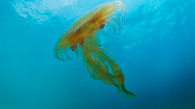 PHOTO: Jellyfish