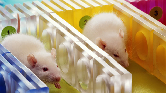 PHOTO: Short bursts of stress boost the immune systems of rats, and possibly humans too.