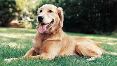 PHOTO: Portrait of a Golden Retriever