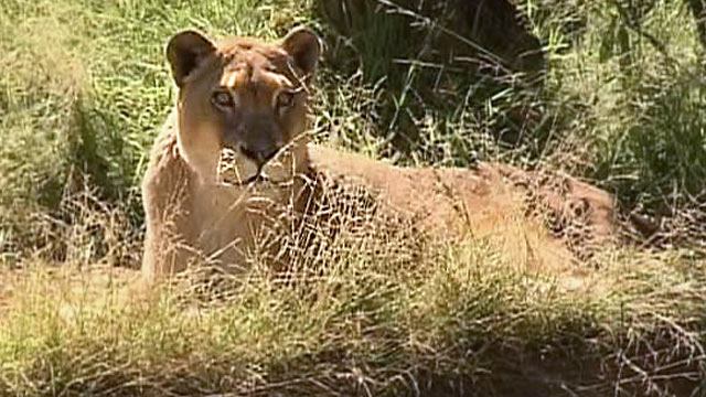 PHOTO: Cookie the lioness at the Los Angeles zoo has a fluid sac around her heart.