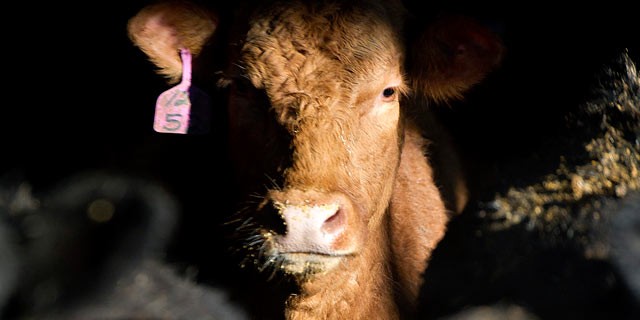 PHOTO: Beef cattle stand in a barn on the Larson Farms feedlot in Maple Park, Illinois on Jan. 18, 2012.