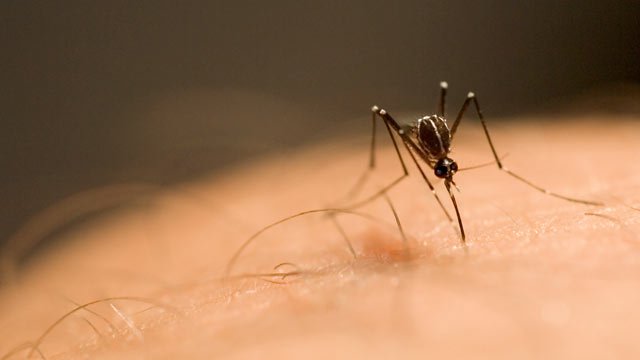 PHOTO: New research shows that cases of Malaria around the world are on the rise.
