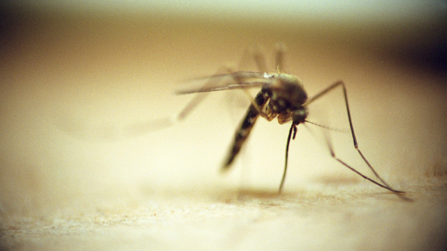 PHOTO: Mosquito