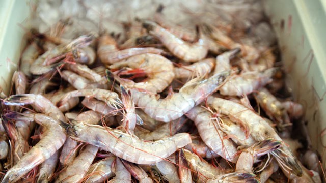 gulf white shrimp