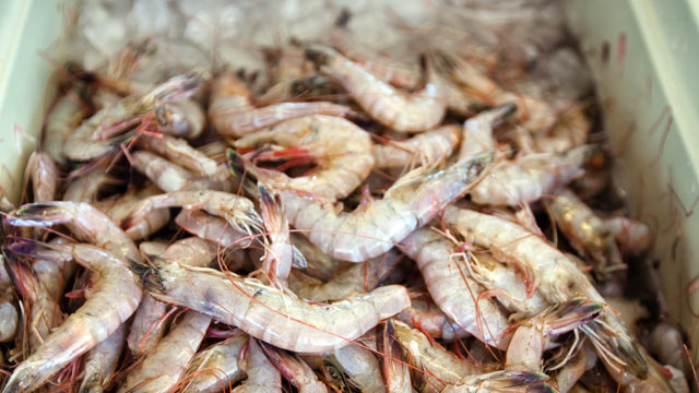 PHOTO: White shrimp sit over ice at a seafood market where fresh Gulf Coast seafood is sold daily in Westwego, LA on March 5, 2012.