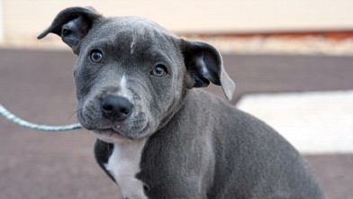 PHOTO: Alert blue and white Staffordshire Bull Terrier puppy on lead looking at camera.