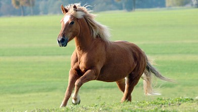 PHOTO: A stallion runs across a meadow in Germany in this file photo.