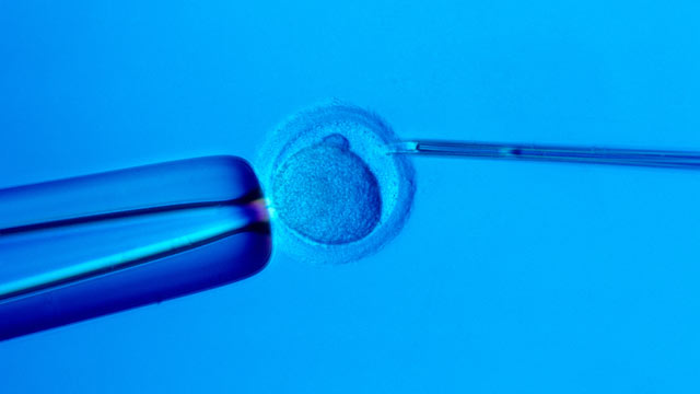 PHOTO: Close up of a screen which shows an injection of embryo stem cells in a muse embryo to set a genetically modified line.