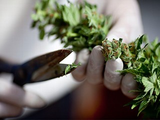 Washington Could Legalize Marijuana on Tuesday