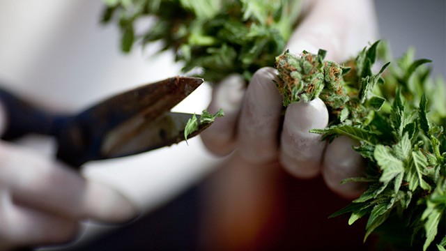PHOTO: Israeli medical marijuana