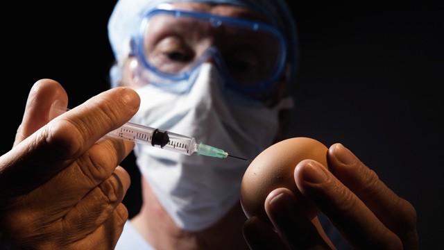 PHOTO: Lab worker injecting fluid into chicken egg