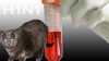 H1N1 Cat