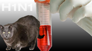 H1N1 Cat
