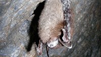 white nosed bats