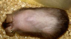 PHOTO Researchers have reversed baldness in mice, but a human treatment is still a long way off.
