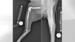 Cat Gets Knee Replacement