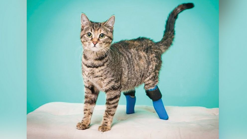 PHOTO: Nora lost her back legs to an unknown trauma a few years ago. Her prosthetics do a good job protecting her back legs and allowing her to move naturally.