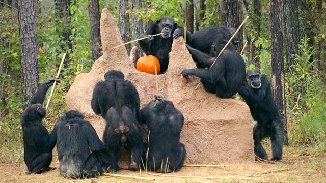 PHOTO: Chimps probe termite mound