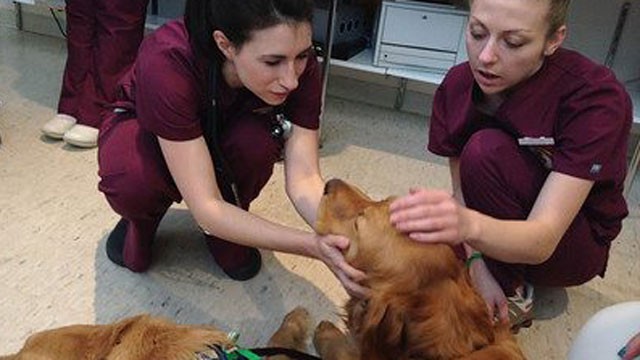 PHOTO: Lutheran Church Charities K-9 Comfort Dogs spend time with Bostonians after the marathon bombing.