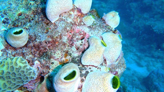 PHOTO:&Acirc;&nbsp;Coral from the Great Barrier Reef contains natural compounds that protect against UV damage that might one day be available in a sunscreen.