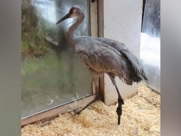 PHOTO: Bunker lives on a golf course in Canada. His leg was struck and fractured by a golf ball. A local vet teamed up with OrthoPets to donate his amputation and new limb. He’s now happily roaming the golf course once again. 