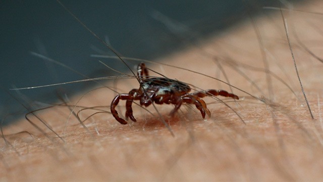 PHOTO: Deer tick